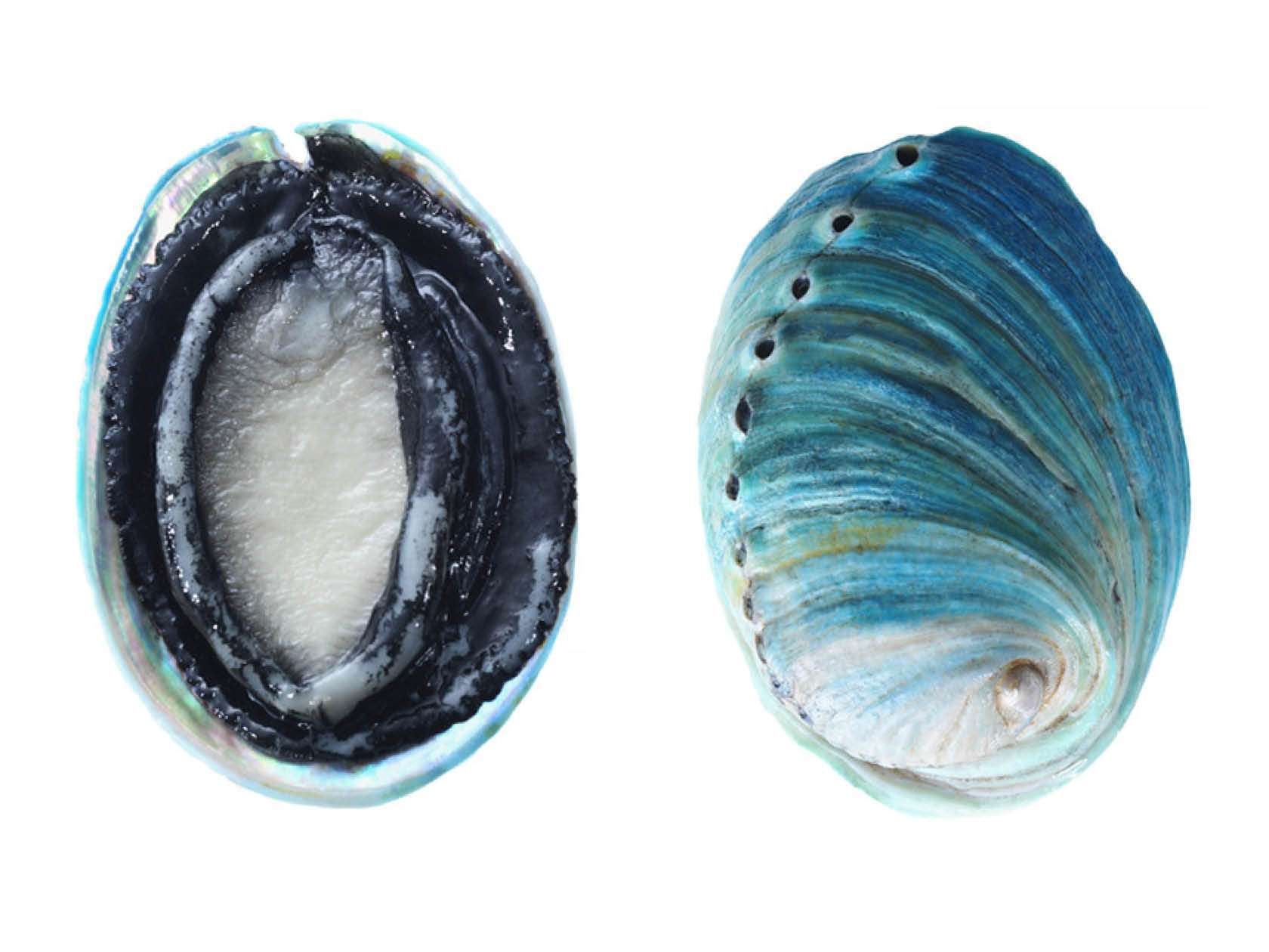 Abalone-image-for-web-updated-with-front-and-back-shell_1280x1280@2x